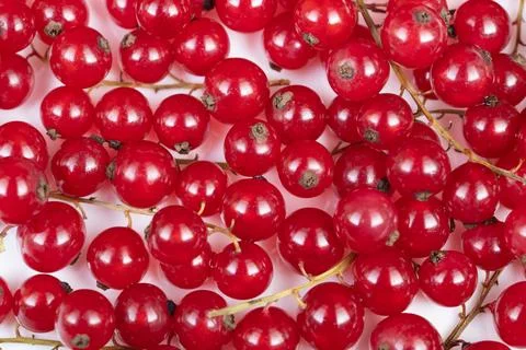 Red currant texture across white surface, tight macro pattern of repeating be 库存照片