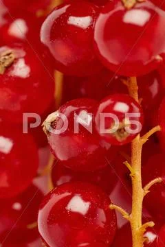 Red Currant as texture background top view Stock Photos