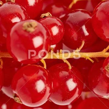 Red Currant as texture background top view Stock Photos