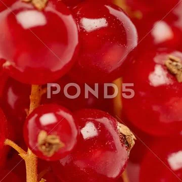 Red Currant as texture background top view Stock Photos
