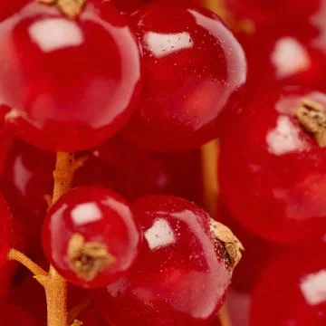 Red Currant as texture background top view Stock Photos