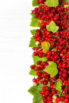 Red currant. Vertical edge Stock Photos