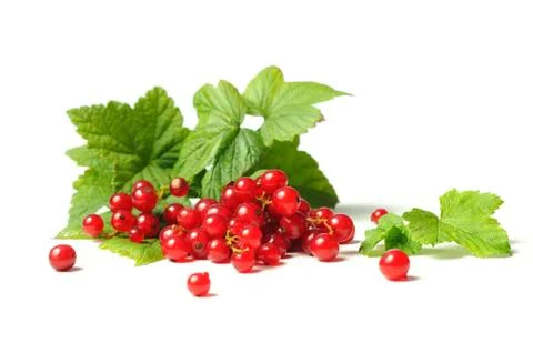 Red currant on the white background Stock Photos