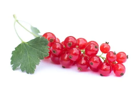 Red currant on white Stock Photos