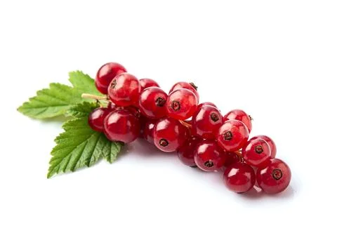 Red currant on white Stock Photos