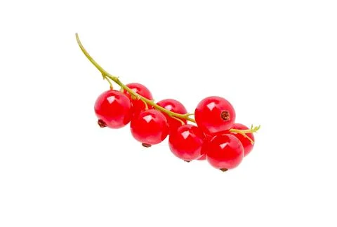 Red Currant on white Stock Photos