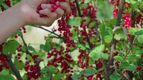 Red currants are being picked and placed into a basket Stock Footage 316849378