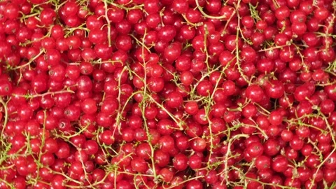 Red currants background, fast rotation. Fresh spinning berries, top view Stock Footage 302156808