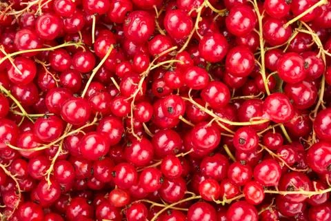 Red currants background Stock Photos