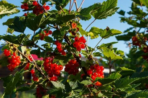 Red currants on a branch. Stock Photos
