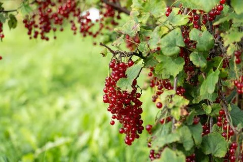 Red currants on a branch Stock-Fotos