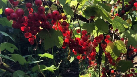Red currants on a branch on a sunny day. Stock Footage 112716640