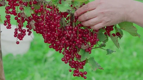 Red currants on the branches Video stock 316847613