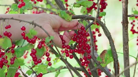 Red currants on the branches Stock Footage 316847615