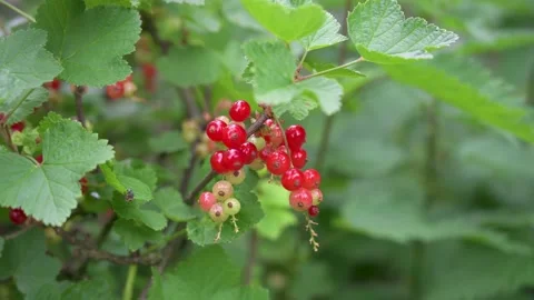 Red currants on the bush in close-up 2 Stock Footage 133241773