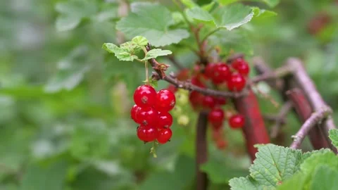 Red currants on the bush in close-up Stock Footage 133241758