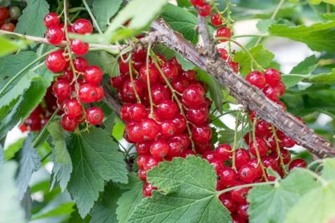 Red currants close up Stock Photos