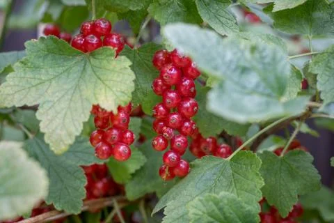 Red currants close up Stock Photos