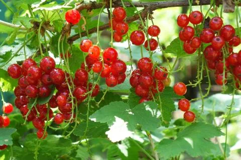 Red currants closeup macro image. Floral summer garden background. Red berry Stock-Fotos