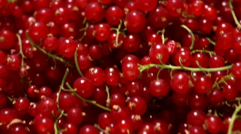 Red Currants Stock-Footage 61659283