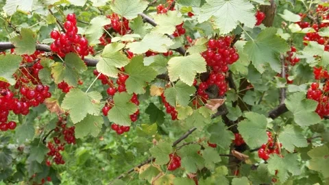 Red Currants in the Garden Stock Footage