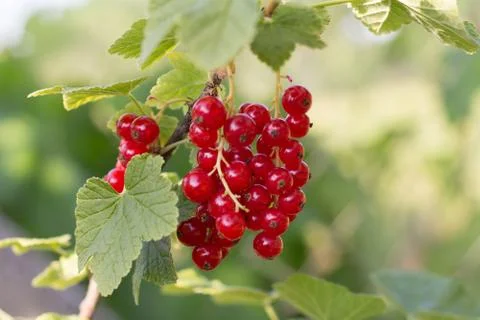 Red currants in garden Stock Photos