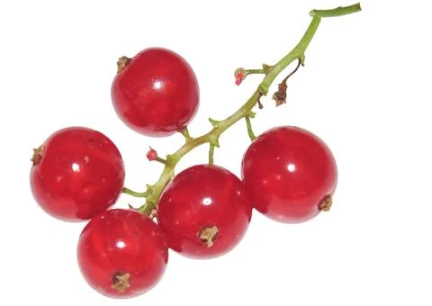 Red currants isolated on white background Photos