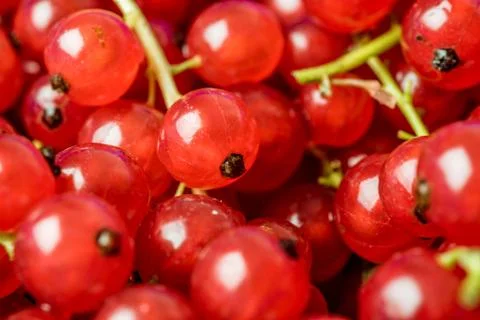Red currants macro Stock Photos