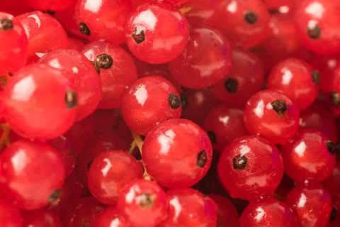 Red currants macro Stock Photos