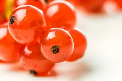 Red currants macro Stock Photos