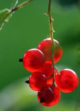 Red currants Stock Photos