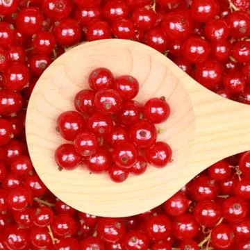Red currants Stock Photos