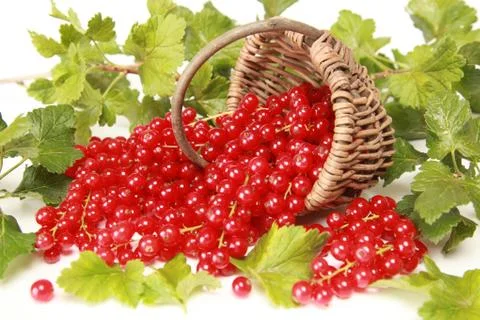 Red currants Stock Photos