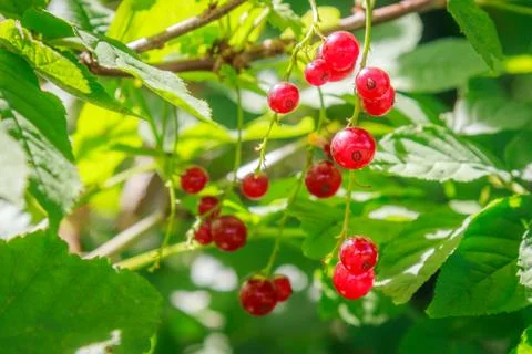 Red currants Фото