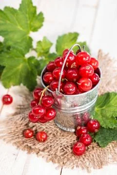 Red currants Stock Photos