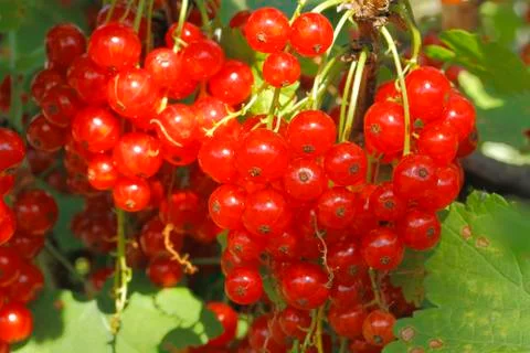 Red currants Foto stock