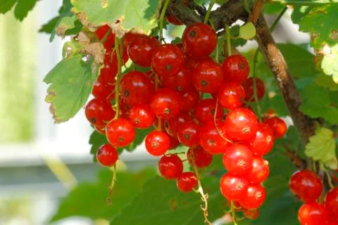 Red currants Stock Photos