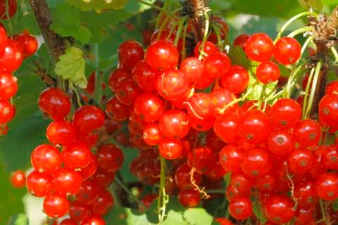 Red currants Stock Photos