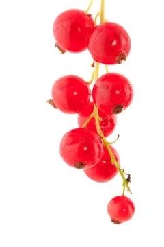 Red currants Stock Photos
