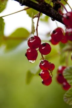 Red currants Fotos Stock
