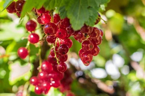 Red currants Stock Photos