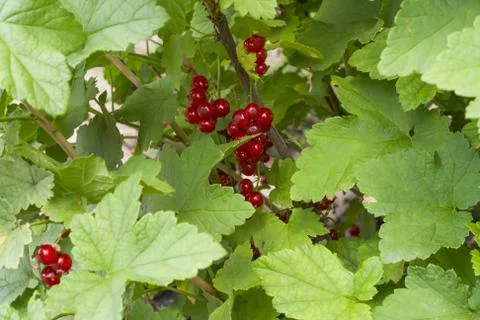Red currants Stock Photos