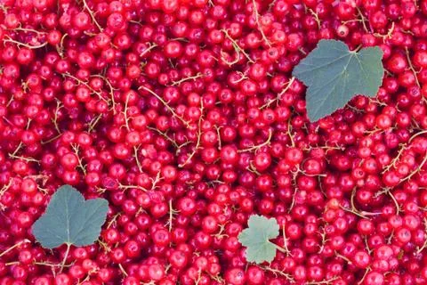 Red currants Stock Photos