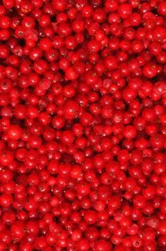 Red currants Stock Photos