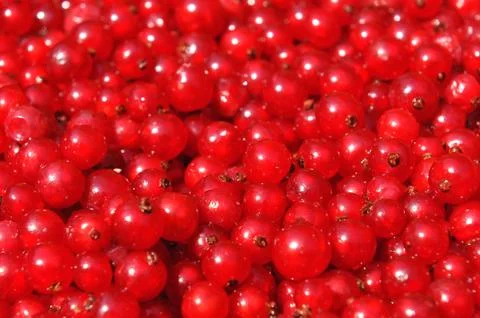Red currants Foto stock