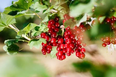 Red currants Stock Photos