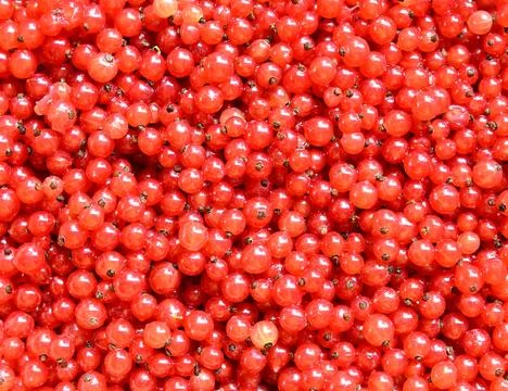 Red currants 스톡 사진