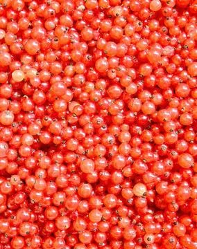 Red currants 스톡 사진