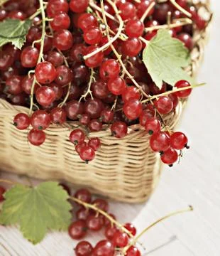 Red currants Stock Photos