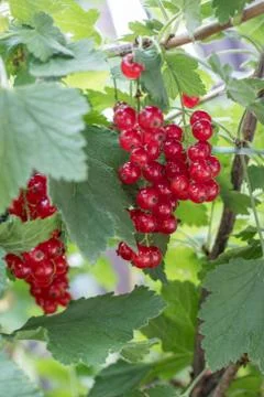 Red currants Stock Photos